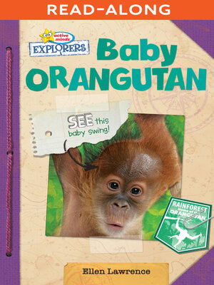 cover image of Baby Orangutan
